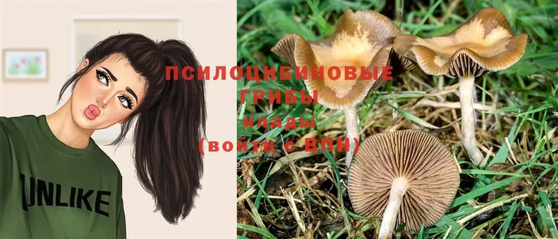 Галлюциногенные грибы Psilocybe  купить  сайты  Зеленодольск 